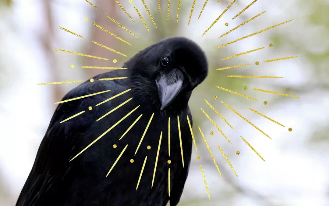 What Crows Can Teach Us About Marketing